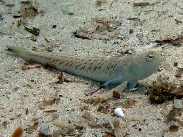 (Trachinus Linnaeus, 1758) Род Трахинусы, Трахины, Морские драконы ...